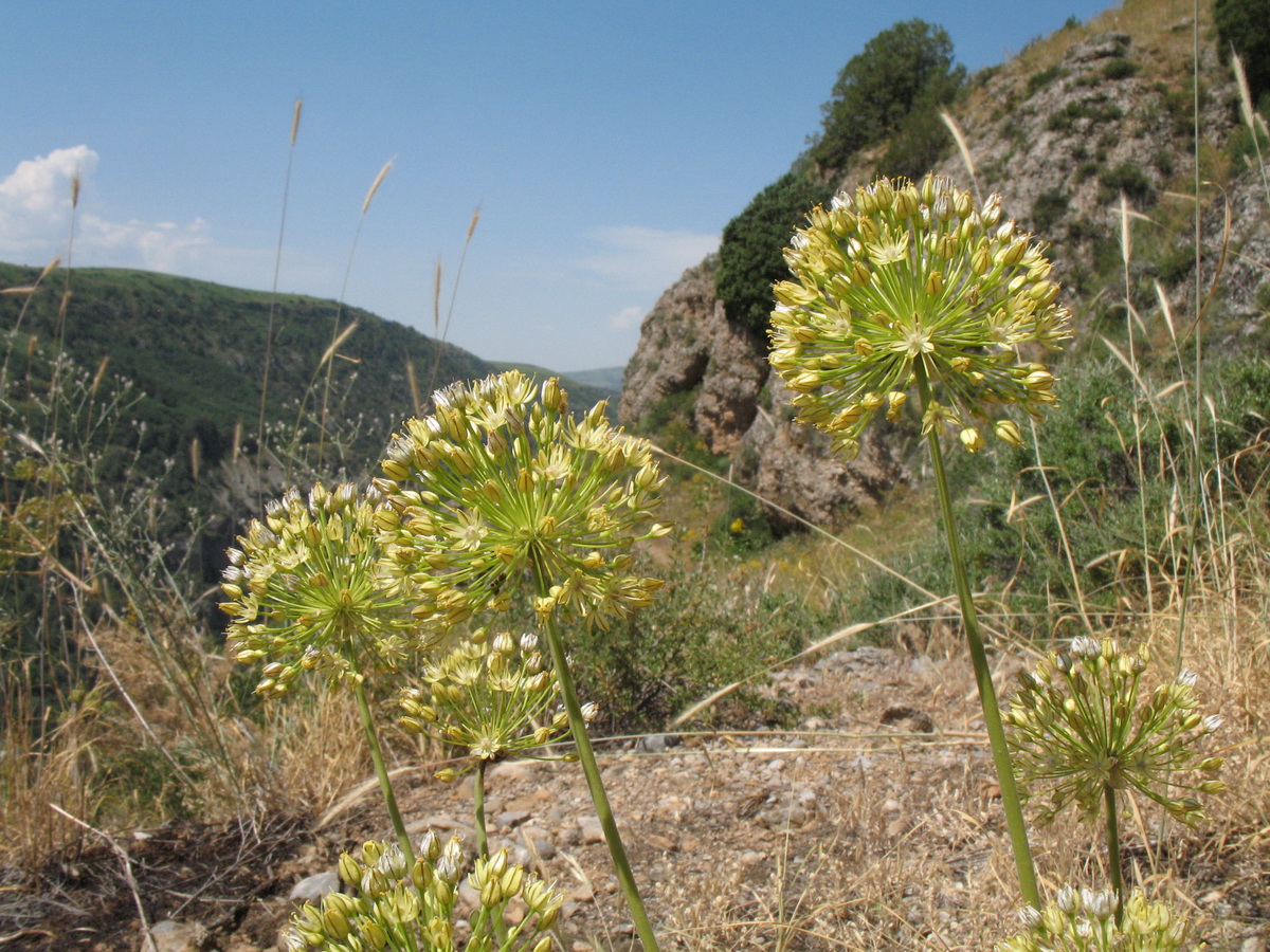 Изображение особи Allium eriocoleum.