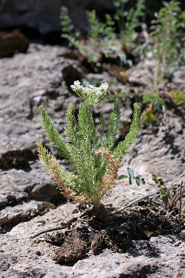 Image of Schrenkia golickeana specimen.