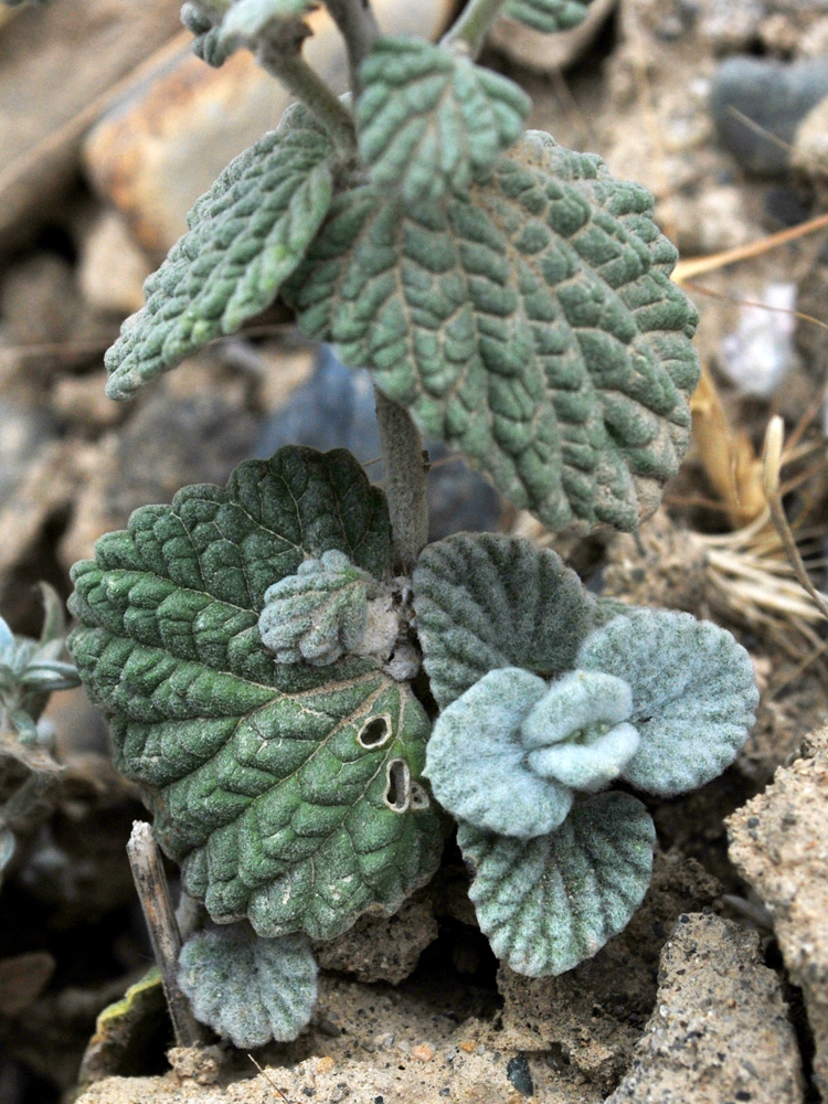 Изображение особи Nepeta olgae.