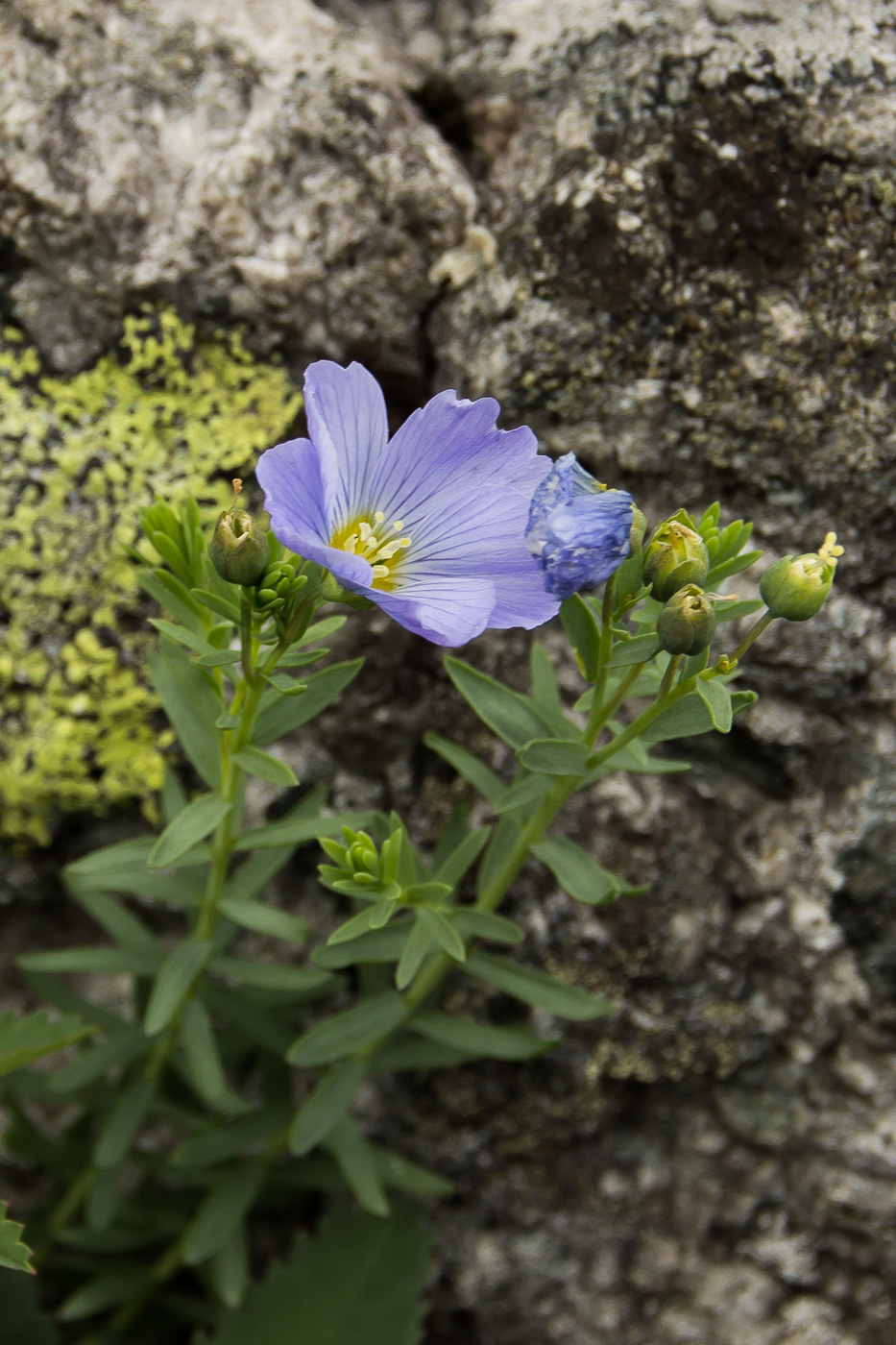 Изображение особи Linum boreale.