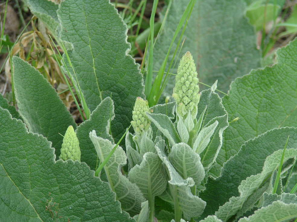 Изображение особи Verbascum nigrum.