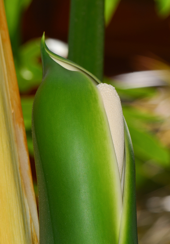 Изображение особи Philodendron bipinnatifidum.