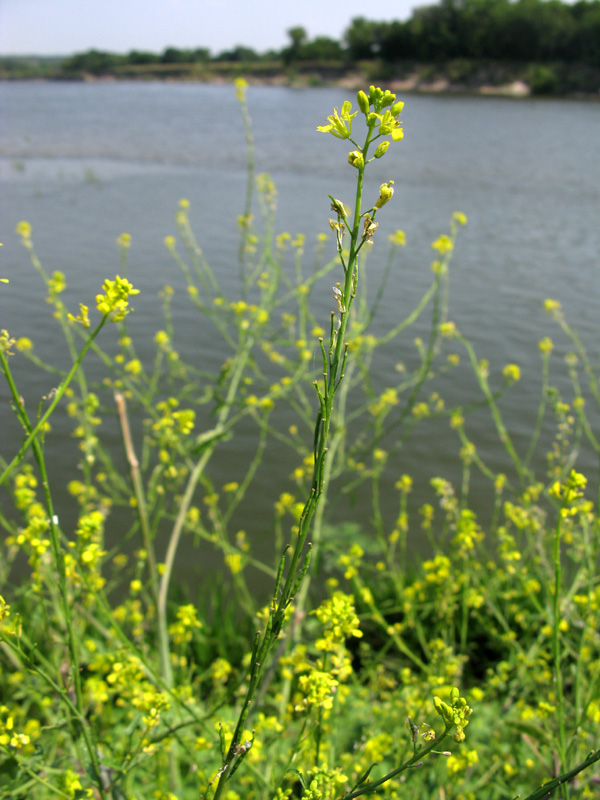 Image of Brassica nigra specimen.