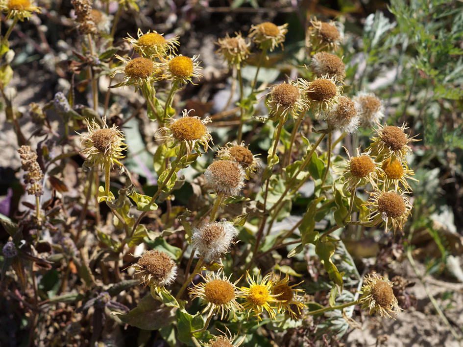 Изображение особи Inula britannica.