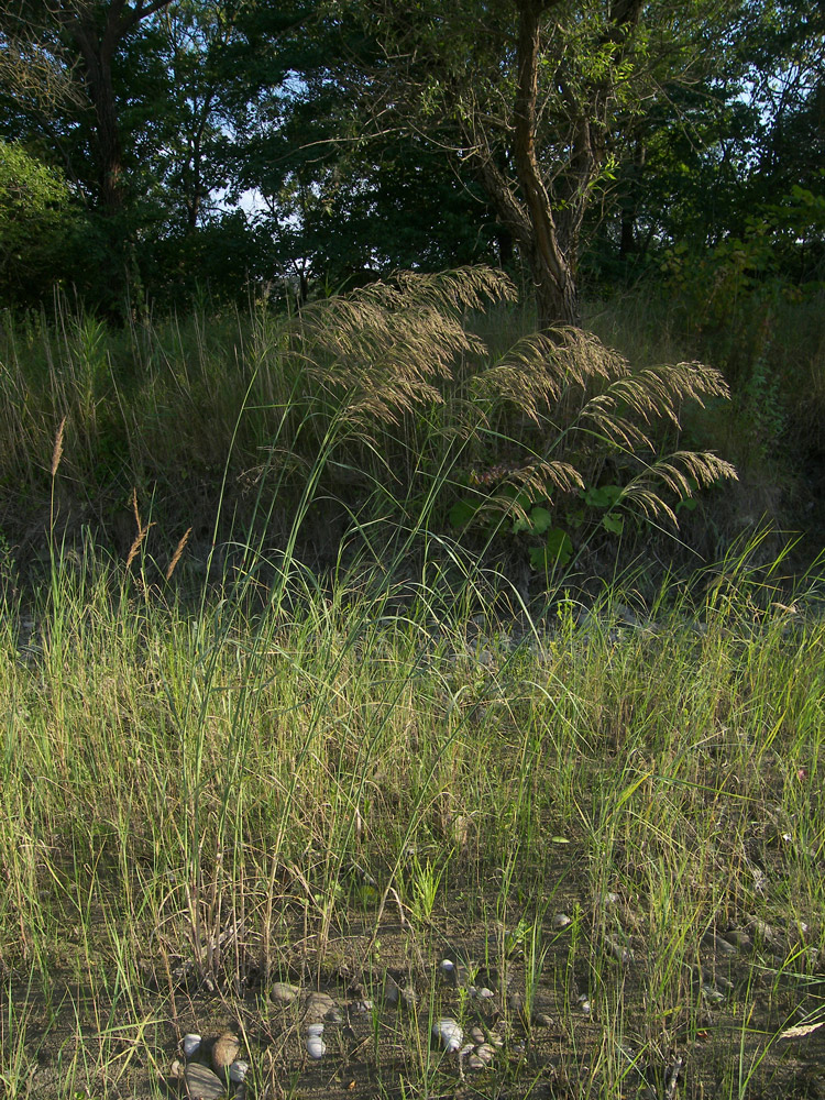 Изображение особи Calamagrostis pseudophragmites.