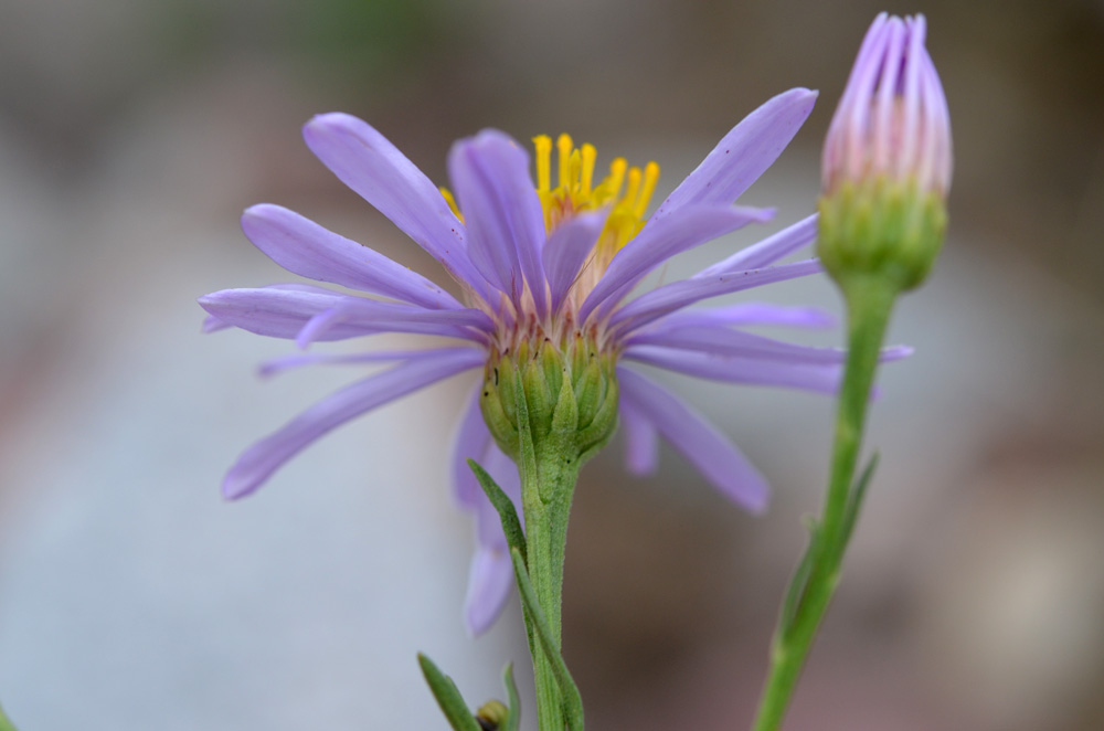 Image of genus Galatella specimen.