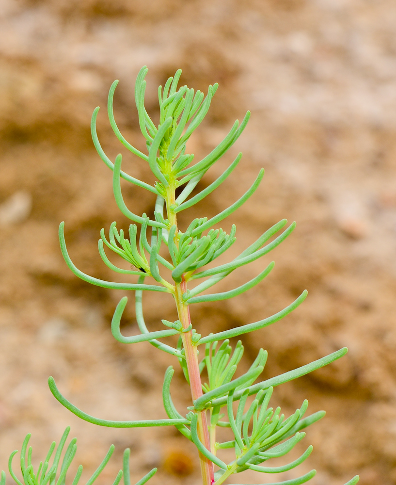 Изображение особи Suaeda aegyptiaca.