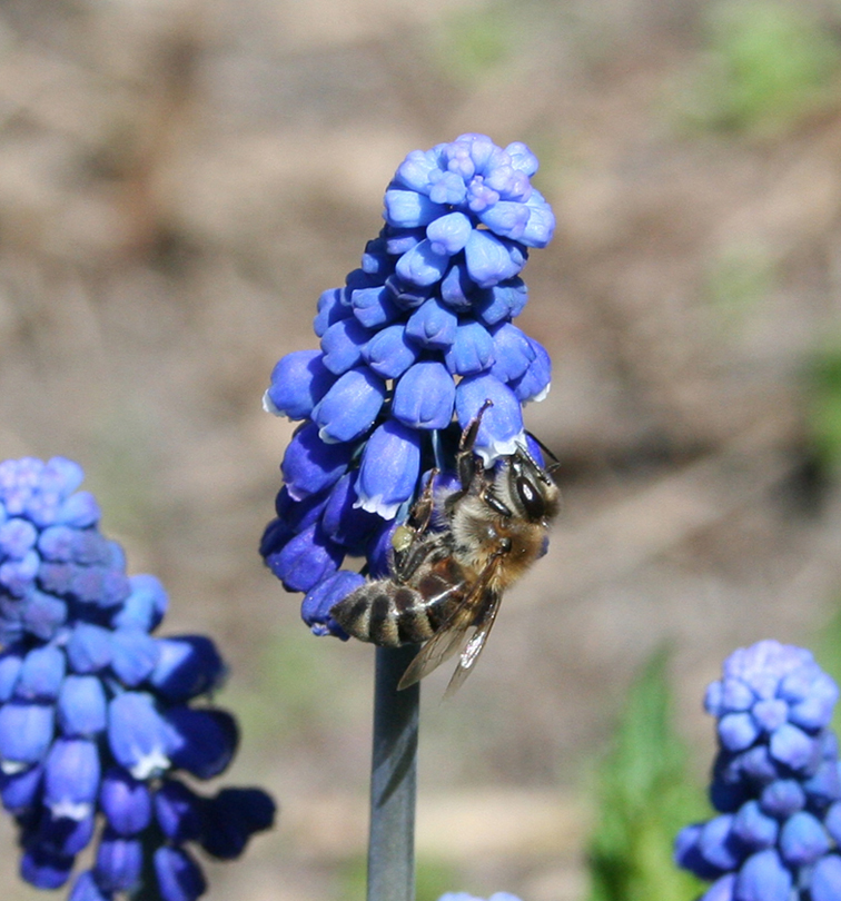 Изображение особи Muscari armeniacum.