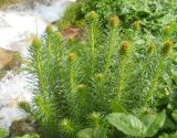 Clementsia semenovii