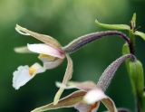 Epipactis palustris