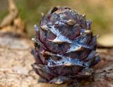 Pinus sibirica. Шишка. Северный Урал, Сухогорский хр., склоны Казанского камня, лес. Начало сентября 2014 г.