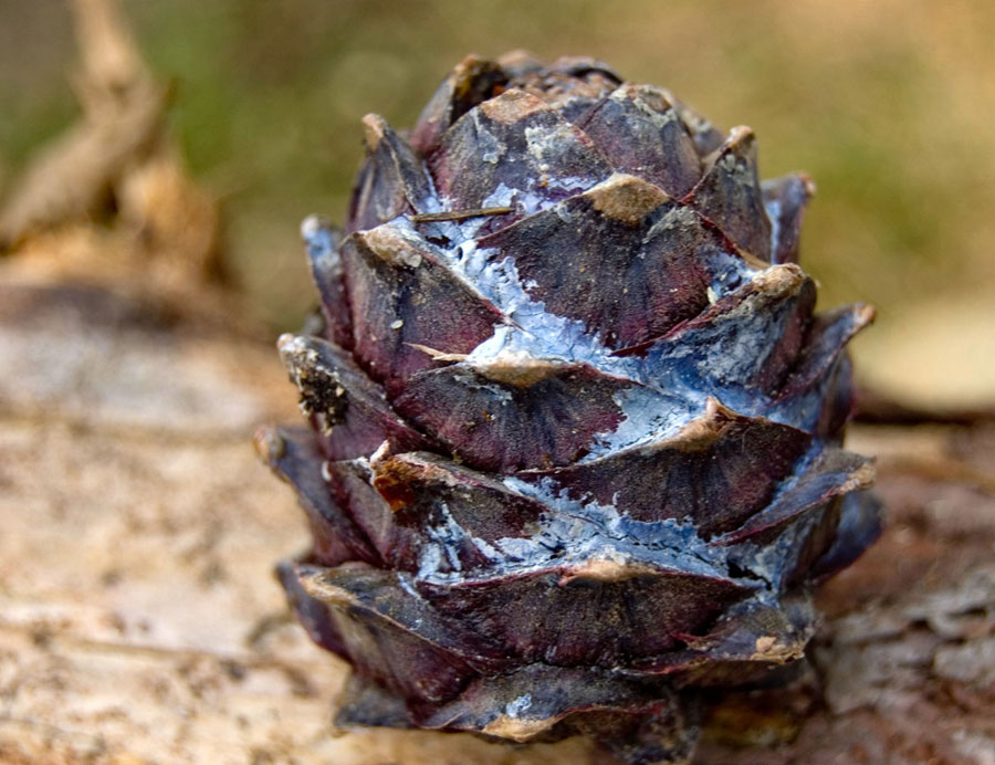 Изображение особи Pinus sibirica.