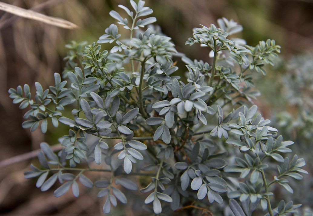 Изображение особи Ruta chalepensis.