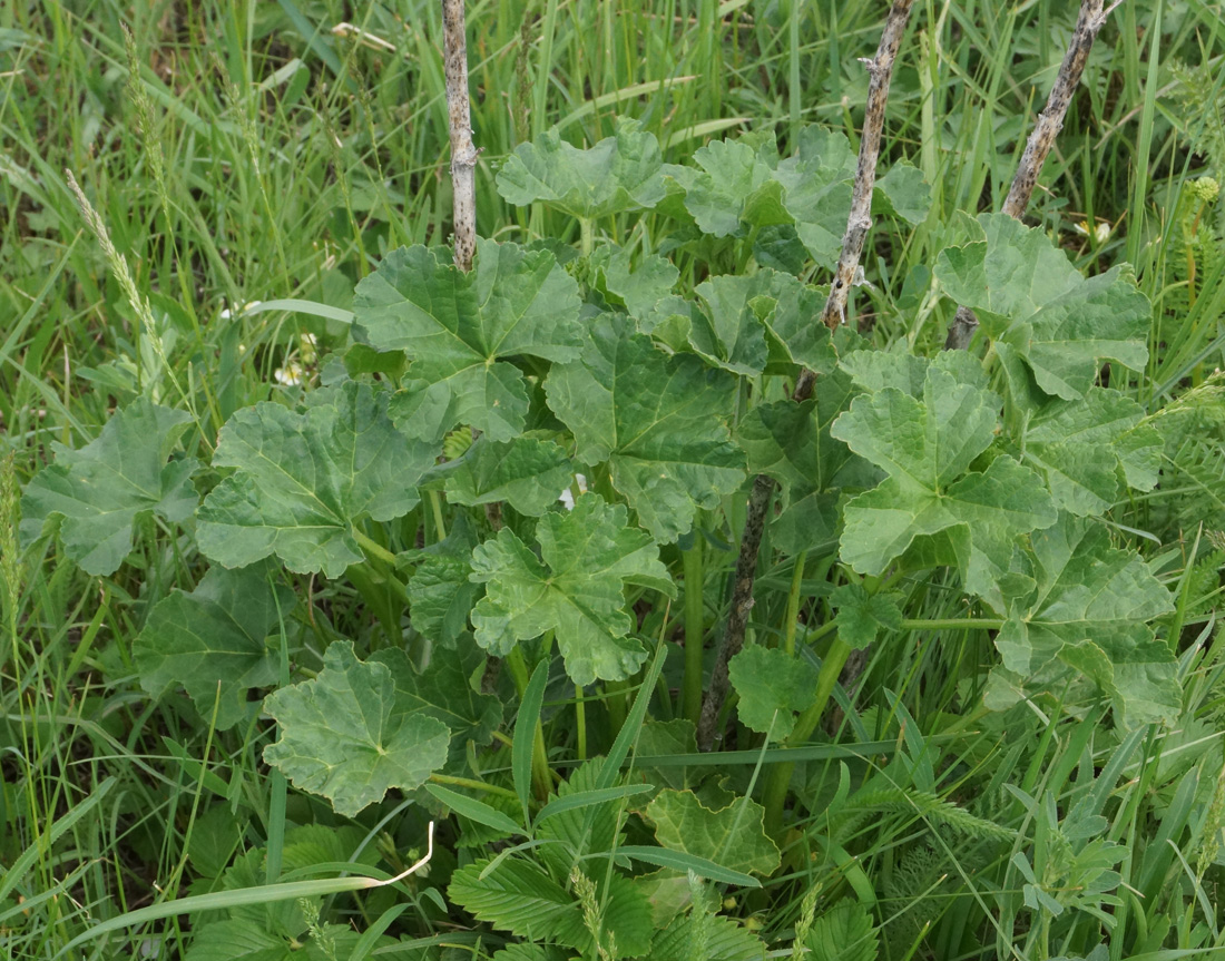 Image of Malva thuringiaca specimen.