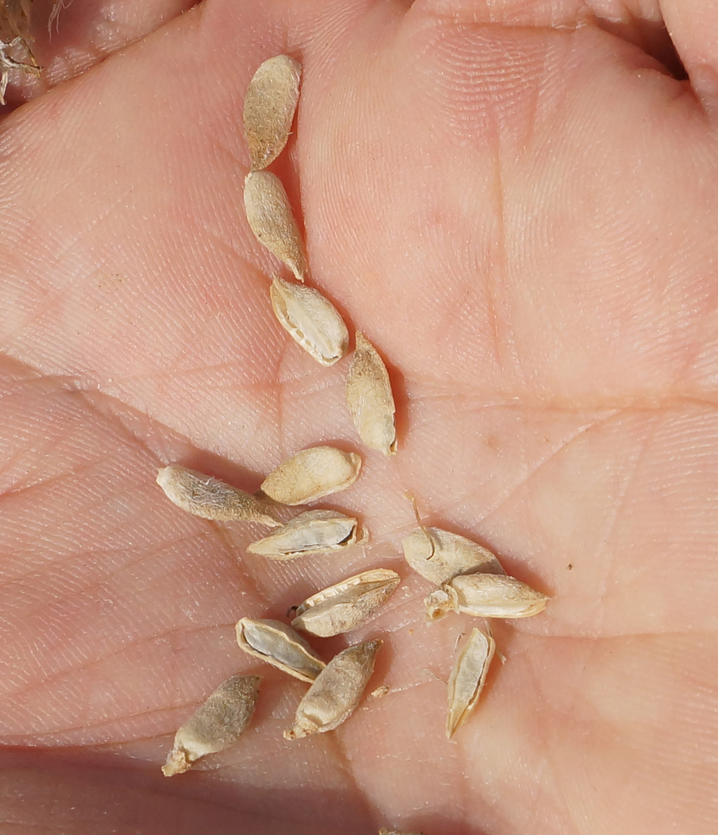 Image of Astragalus onobrychis specimen.