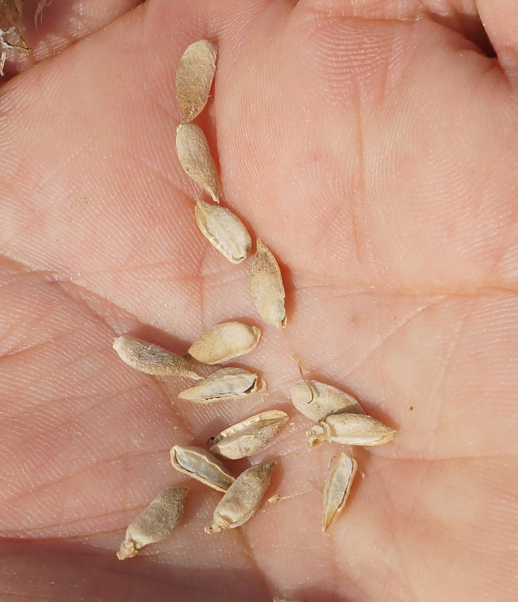 Изображение особи Astragalus onobrychis.