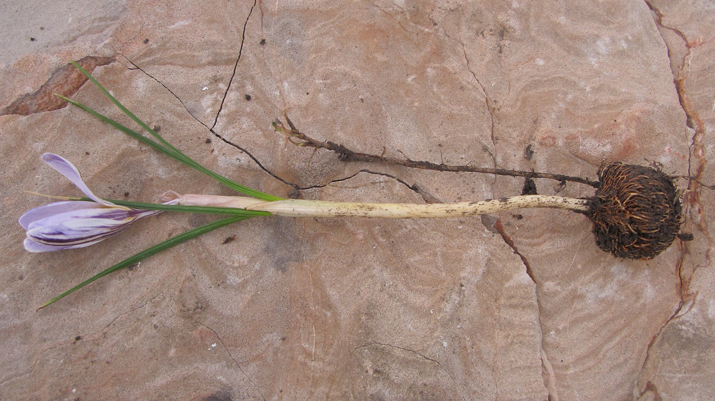 Image of Crocus reticulatus specimen.