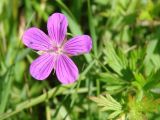 Geranium palustre. Верхушка побега с цветком. Ленинградская обл., Кировский р-н, западнее ст. Ивановская, вдоль ж. д. 11.07.2008.