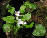 Pachyphragma macrophyllum. Цветки и листья. Адыгея, Майкопский р-н, окр. пос. Хамышки, балка Чёрная, на покрытых мхом валунах, выс. ≈ 800 м н.у.м. 08.03.2016.
