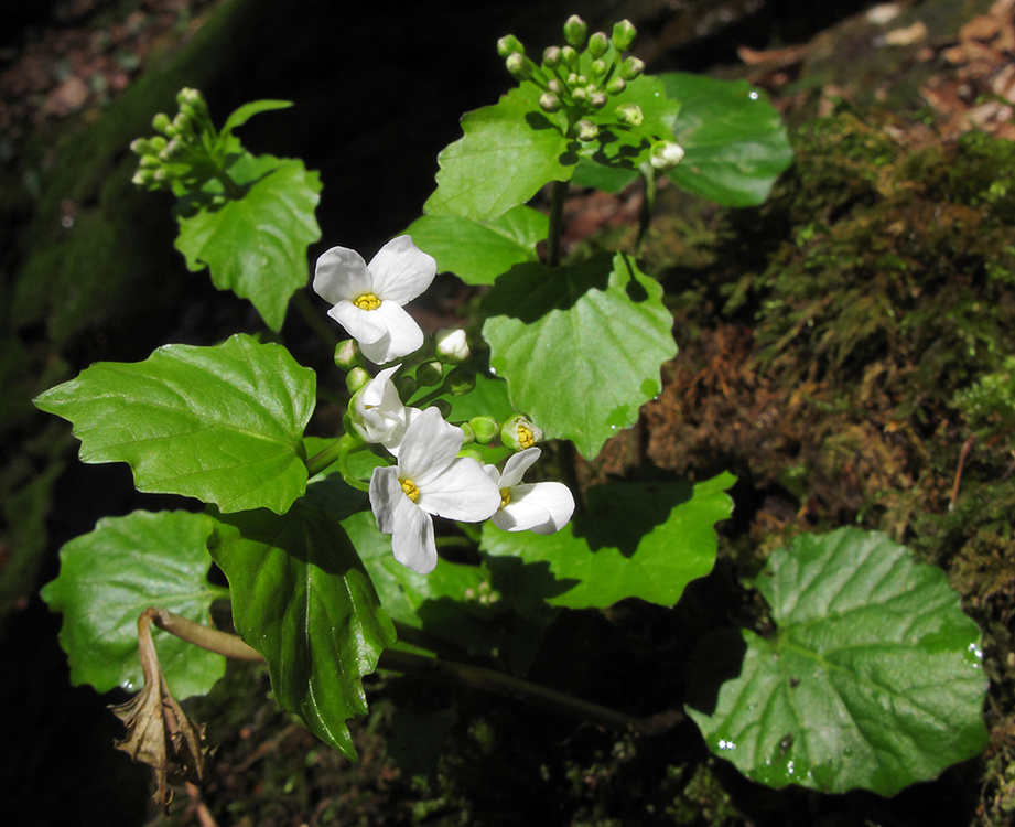 Изображение особи Pachyphragma macrophyllum.