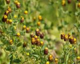 Trifolium spadiceum