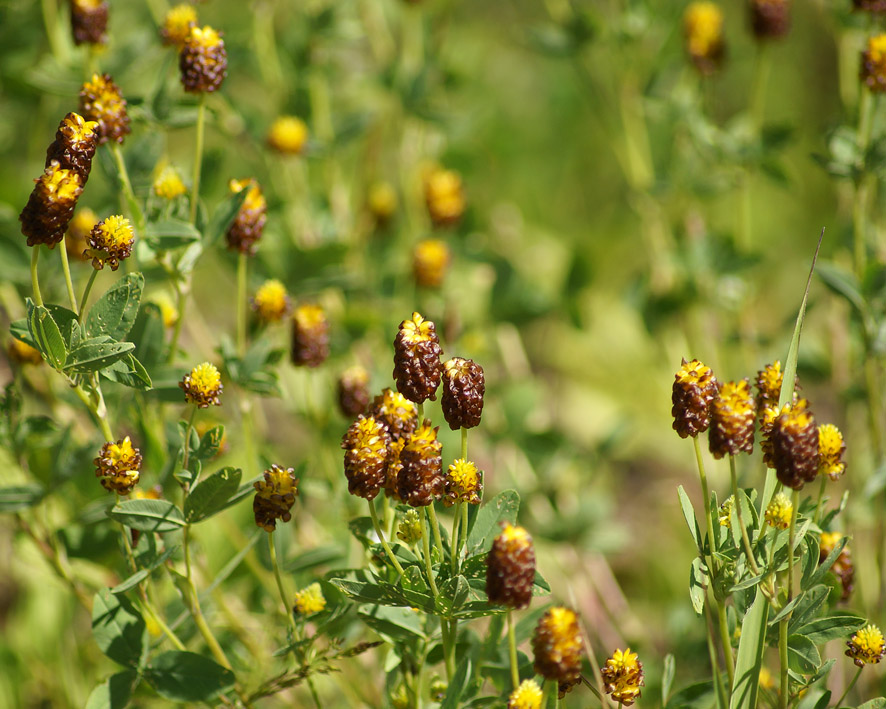 Image of Trifolium spadiceum specimen.