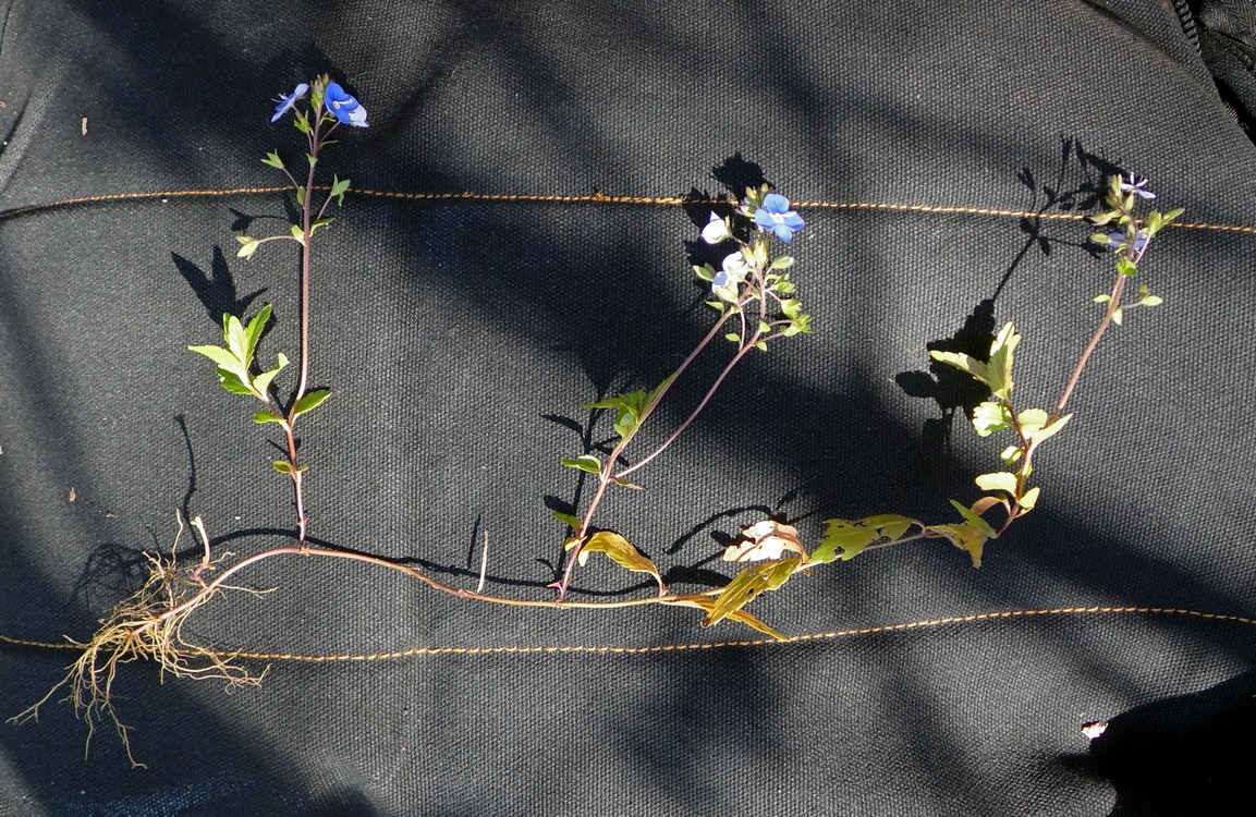 Image of Veronica umbrosa specimen.