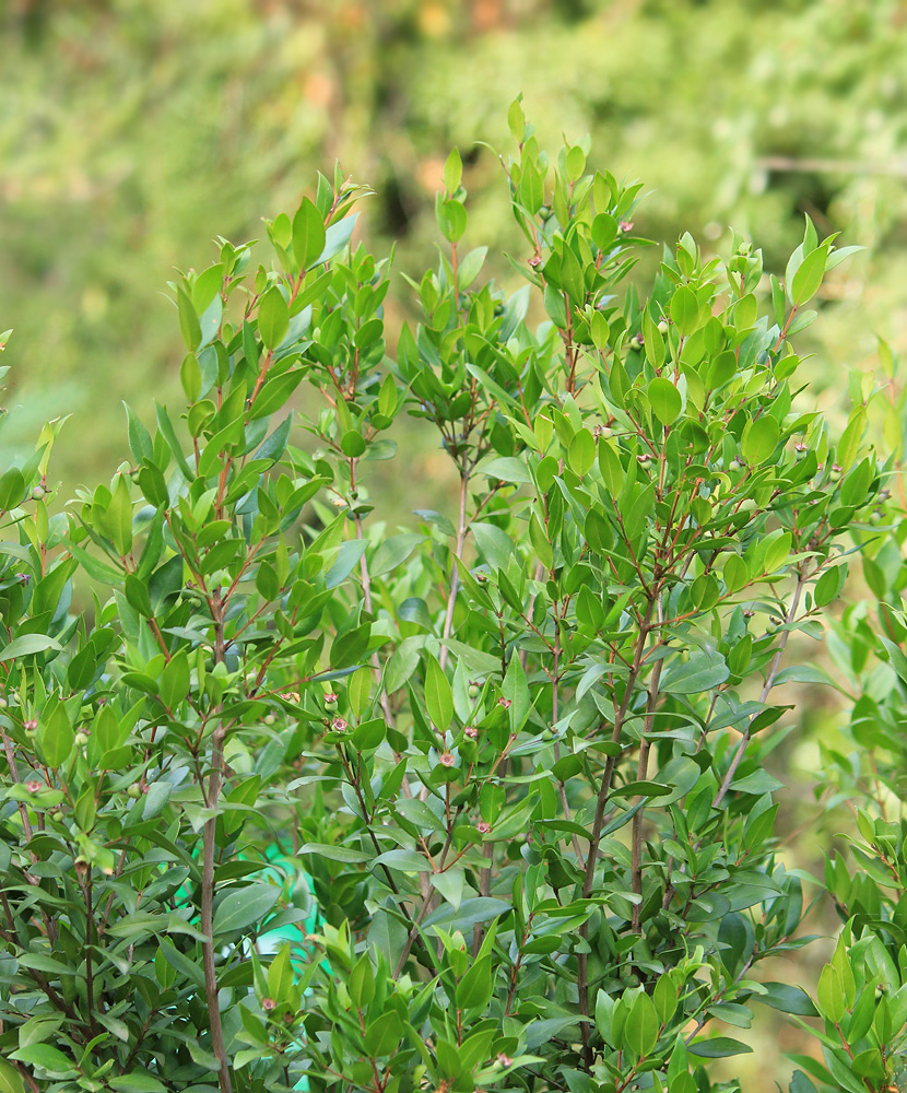 Image of Myrtus communis specimen.