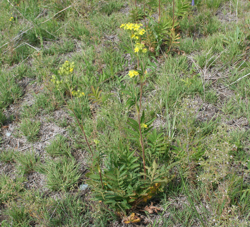 Image of Potentilla tanacetifolia specimen.