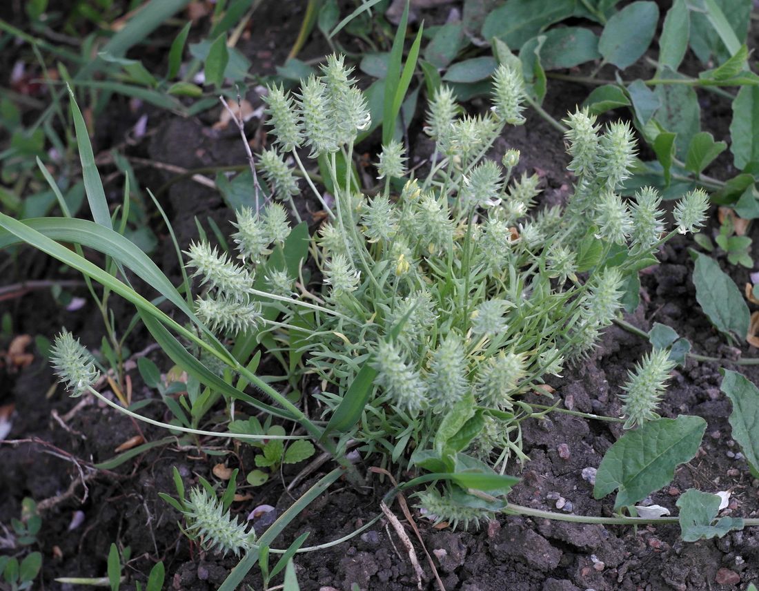 Изображение особи Ceratocephala orthoceras.