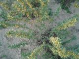 Hippophae rhamnoides