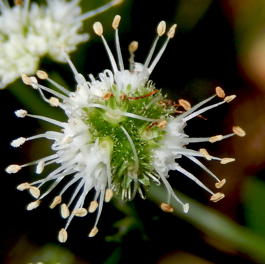 Image of Sanicula europaea specimen.