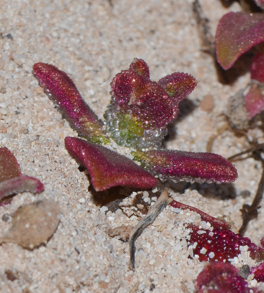 Изображение особи Mesembryanthemum crystallinum.