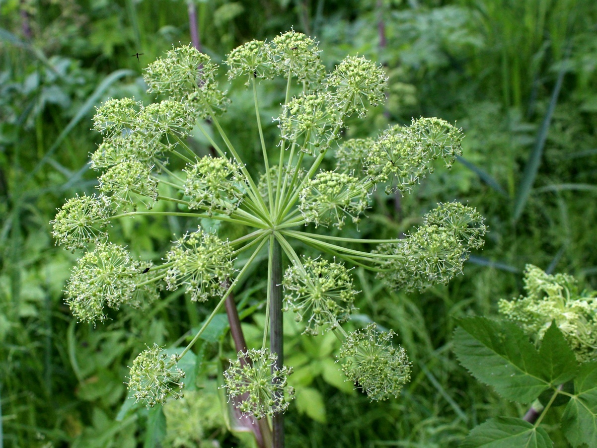 Изображение особи Archangelica officinalis.