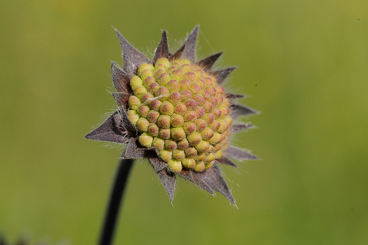 Image of Knautia arvensis specimen.