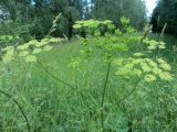 Heracleum sibiricum