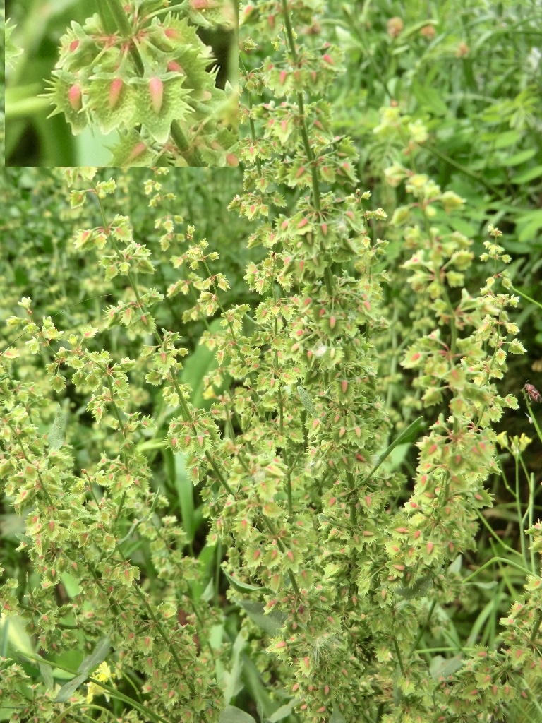 Изображение особи Rumex stenophyllus.