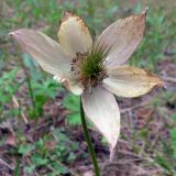 Pulsatilla uralensis