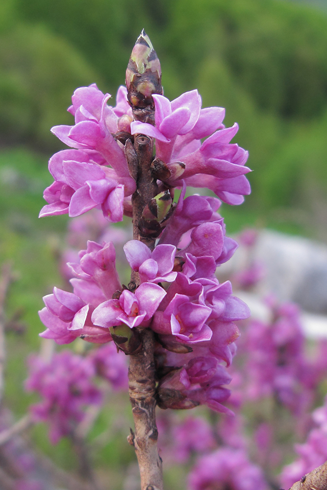 Изображение особи Daphne mezereum.