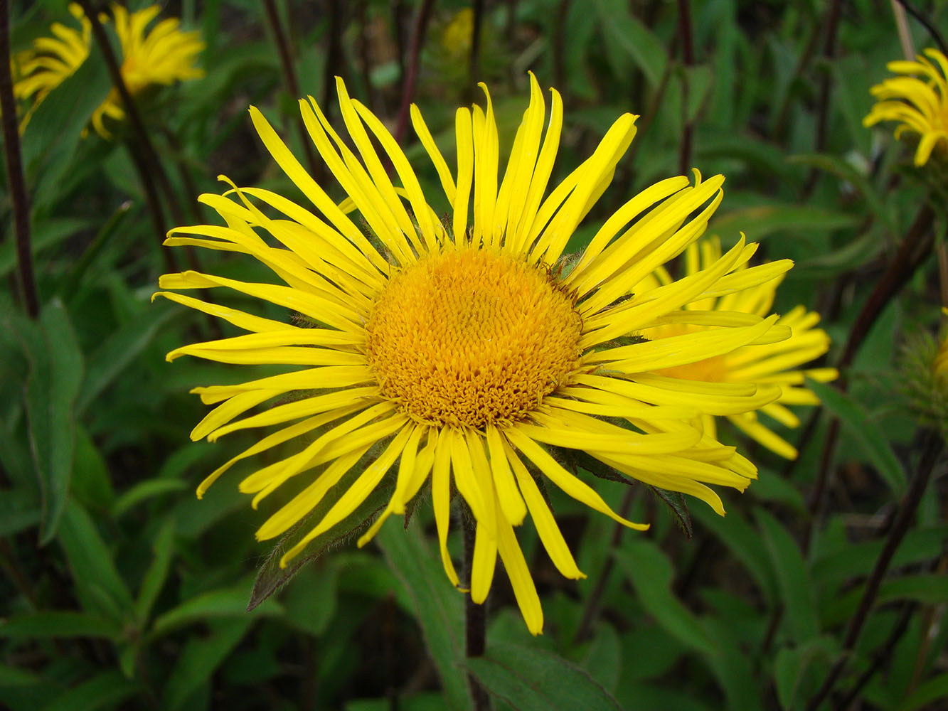 Изображение особи Inula hirta.