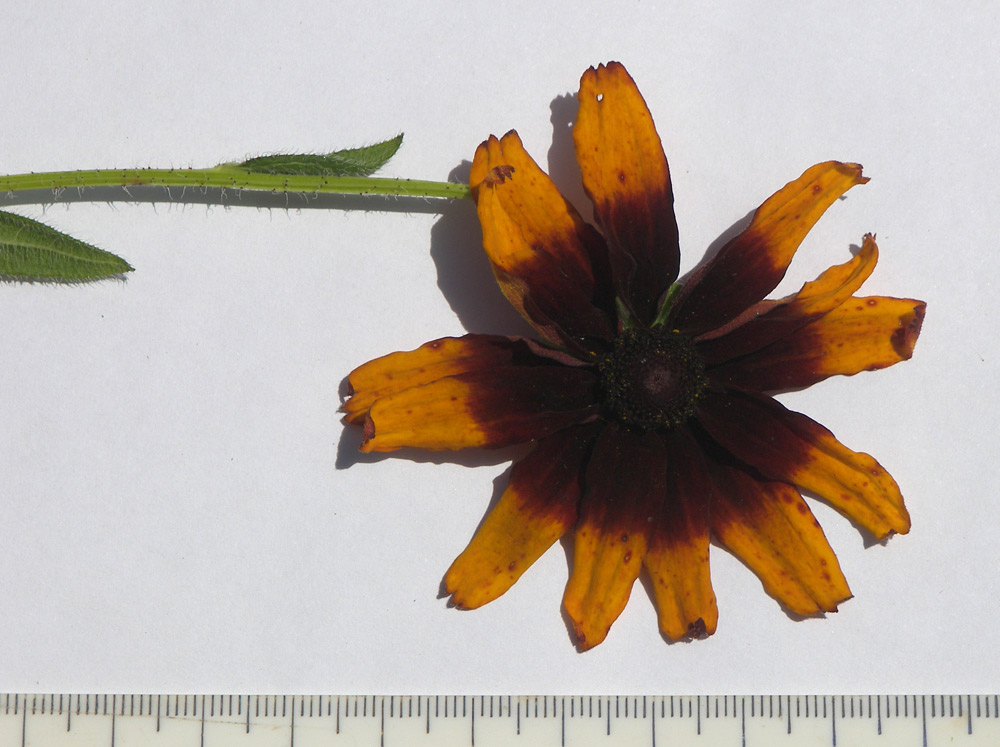 Image of Rudbeckia bicolor specimen.