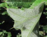 Cirsium buschianum