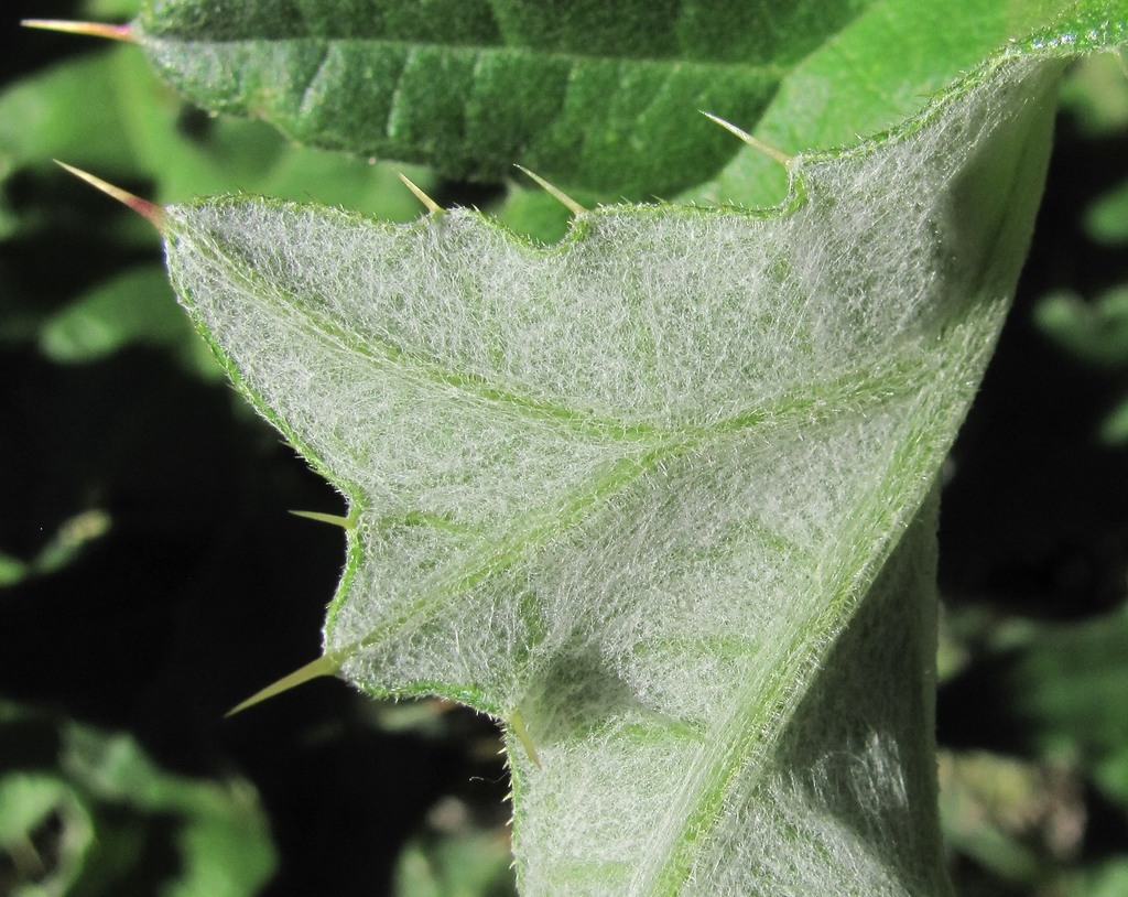 Изображение особи Cirsium buschianum.
