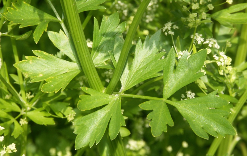 Image of Apium graveolens specimen.