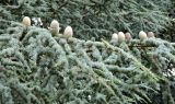 Cedrus atlantica. Ветки с шишками. Германия, г. Дортмунд, Westfalenpark. Июль.