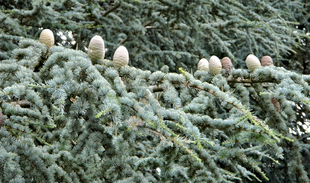 Image of Cedrus atlantica specimen.