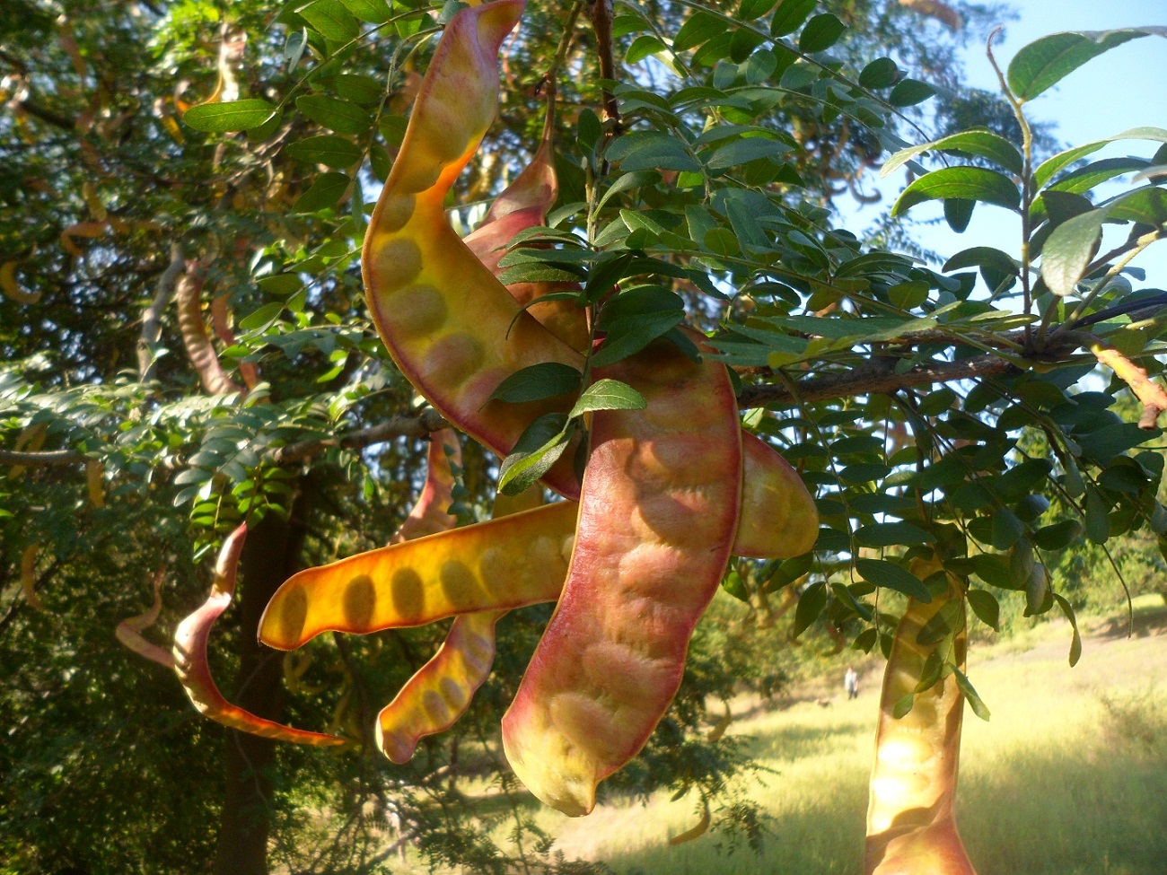 Изображение особи Gleditsia triacanthos.