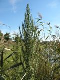 Artemisia tournefortiana. Растение (верхняя часть) в зарослях Phragmites australis. Украина, г. Луганск, пойма р. Лугань. 08.09.2016.