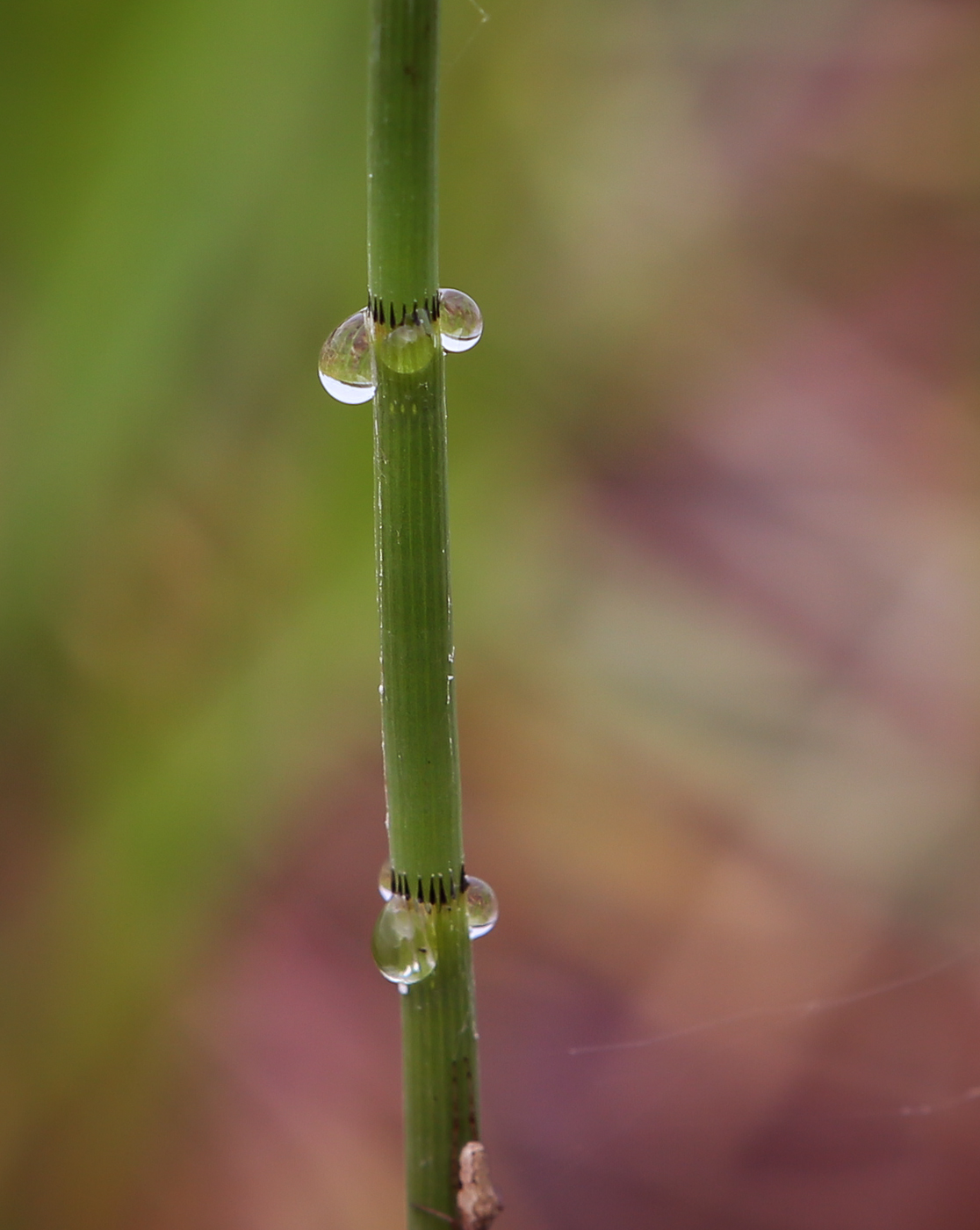 Изображение особи Equisetum fluviatile.