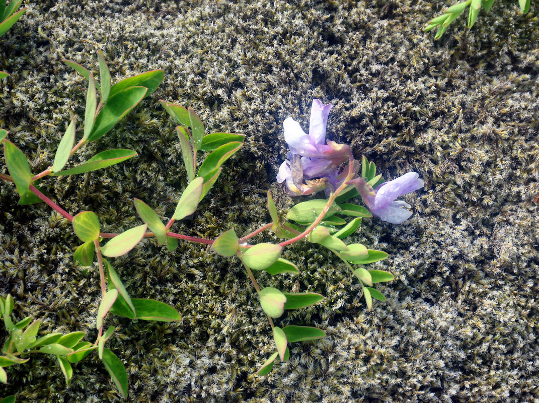 Image of Lathyrus japonicus ssp. pubescens specimen.